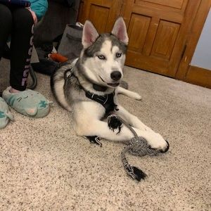 Meet your Posher, Allie